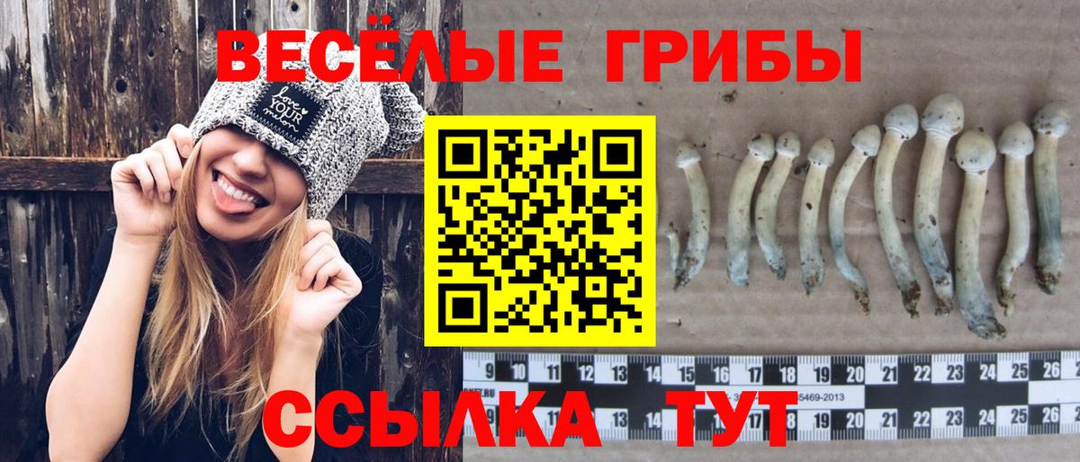 Майкоп  Псилоцибиновые грибы Cubensis  Псилоцибиновые грибы MAGIC MUSHROOMS  продажа наркотиков  Вход с VPN 